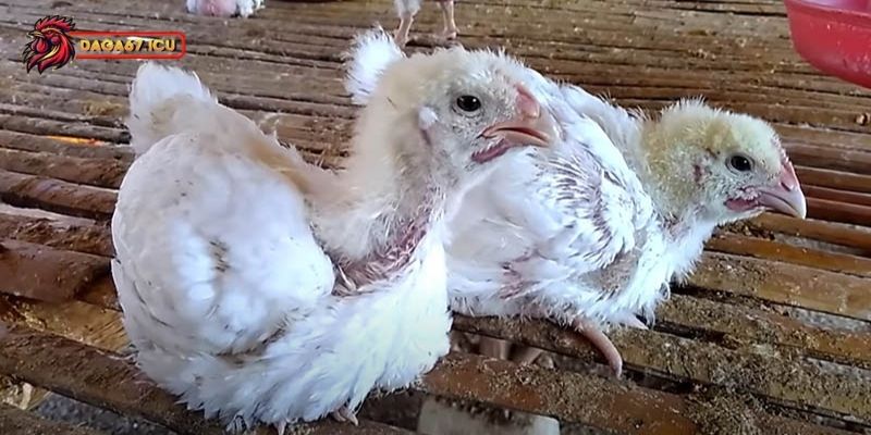 Nguyên nhân xuất hiện bệnh đậu gà