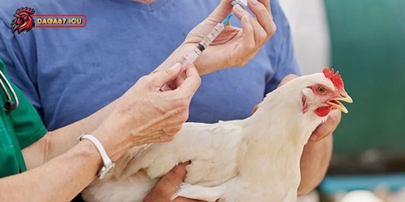 Hướng dẫn cách ngăn ngừa bệnh đậu gà