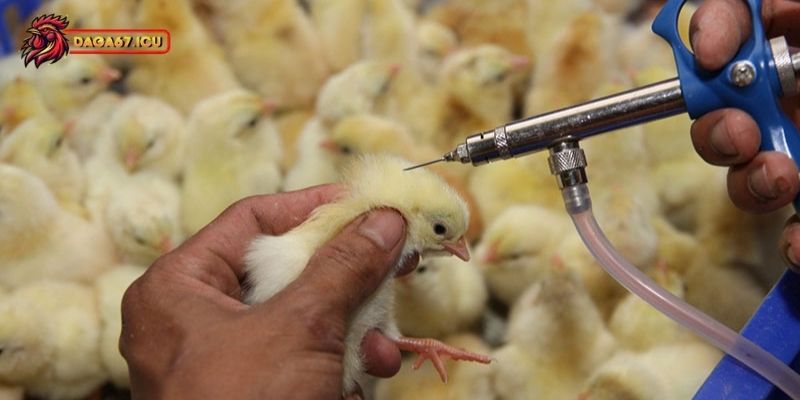 Vì sao cần điều trị bệnh đậu nhanh chóng?