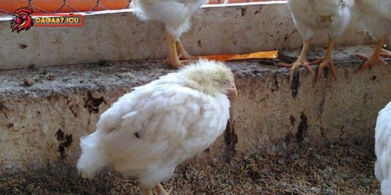 Đôi nét về bệnh Gumboro và nguyên nhân xuất hiện