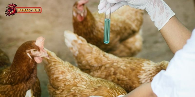 Cách điều trị gà bị mắc bệnh Gumboro hiệu quả