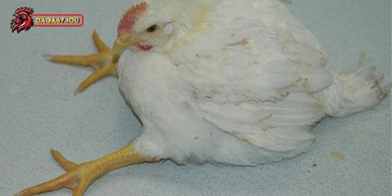 Cách phòng bệnh Marek ở gà chọi