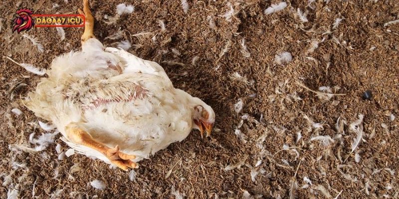 Cách điều trị gà bị Marek hiệu quả cho chăn nuôi