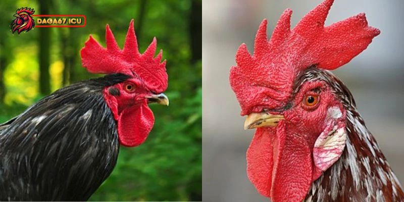 Mồng gà có ảnh hưởng thế nào đến chiến kê
