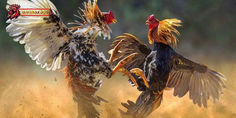 Mồng gà và phong thủy cần biết khi thi đấu