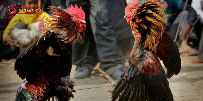 Các loại mồng gà phổ biến