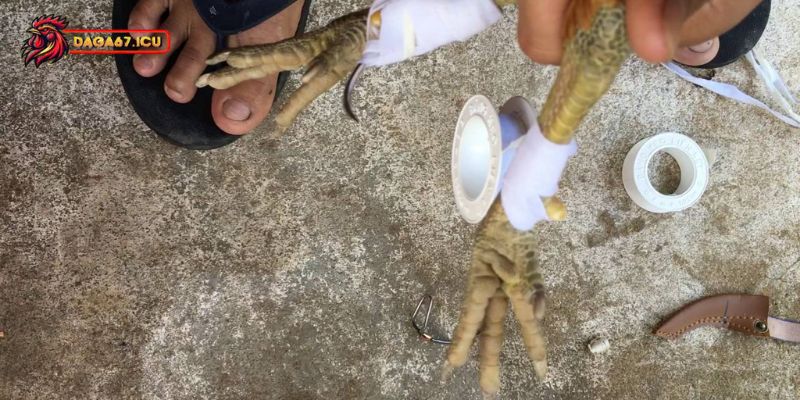 Vì sao nên băng cựa gà khi thi đấu?