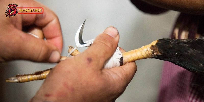 Cách chọn băng cựa gà phù hợp với từng gà chiến