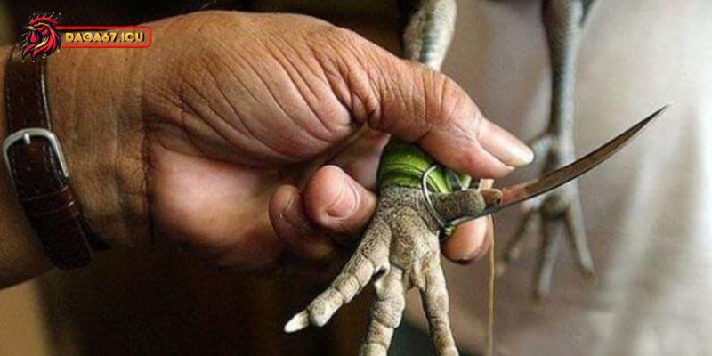 Cách chăm gà chiến sau khi băng cựa