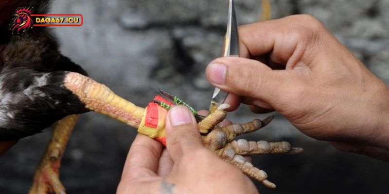 Cách băng cựa gà