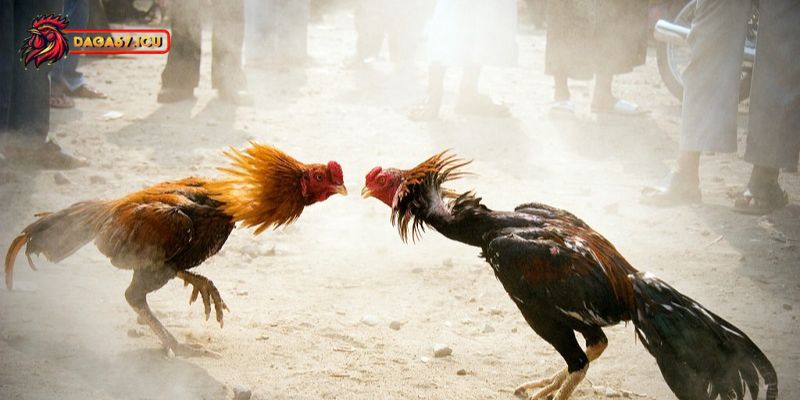 Cách chọn gà chọi nhanh thắng lớn khi cá cược