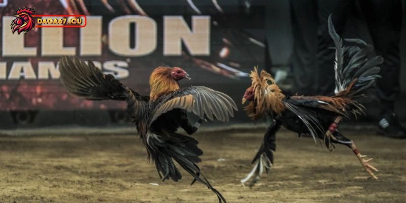 Mẹo cược gà chọi chuẩn chỉnh như dân chuyên