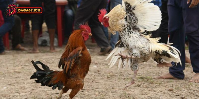 Cách chấp tiền gà chọi