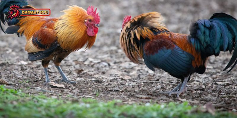 Cách chăm sóc gà chọi chuẩn cho sư kê