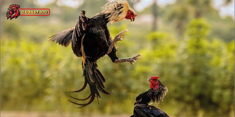 Cách chọn gà chọi