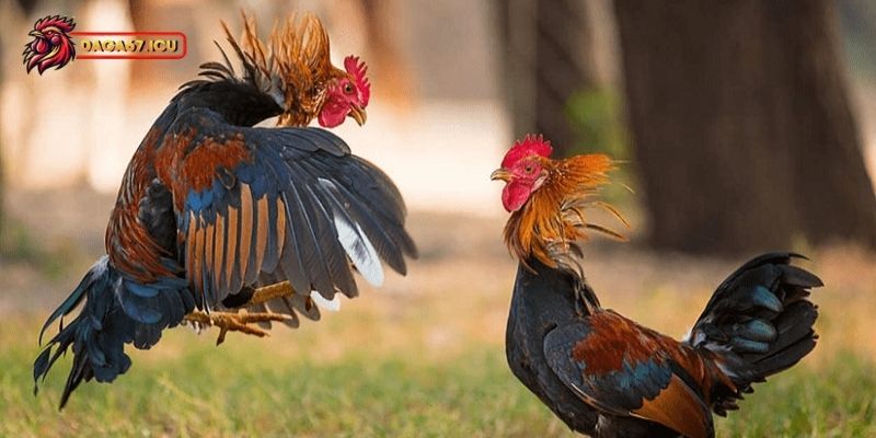 Chế độ dinh dưỡng giúp gà chọi sung sức