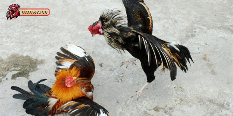 Hướng dẫn cách phòng bệnh cho gà chọi