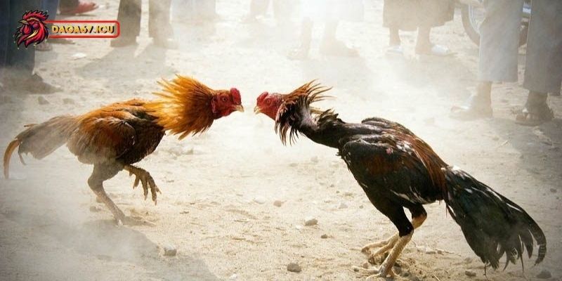 Cách nuôi gà chọi C1