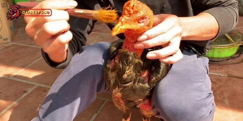 Lý do anh em nên om bóp gà trước thi đấu?