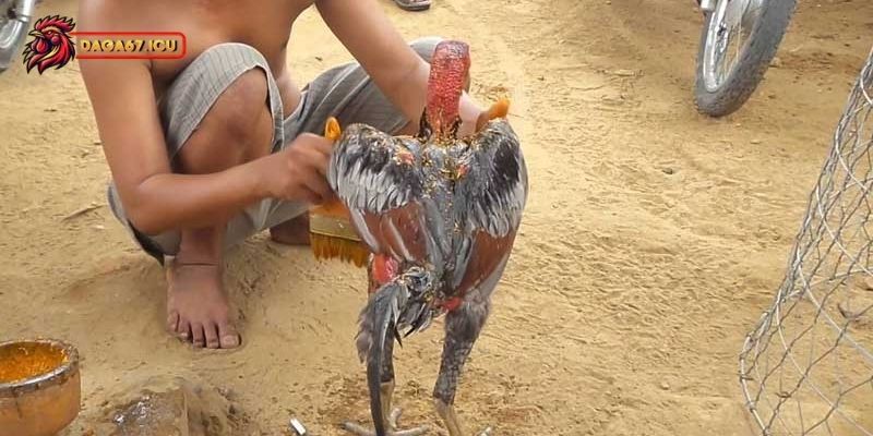 Hướng dẫn cách bước om gà hiệu quả