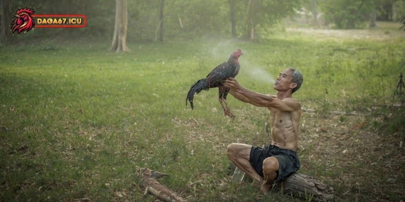 Cách chăm gà chọi hiệu quả sau khi om bóp