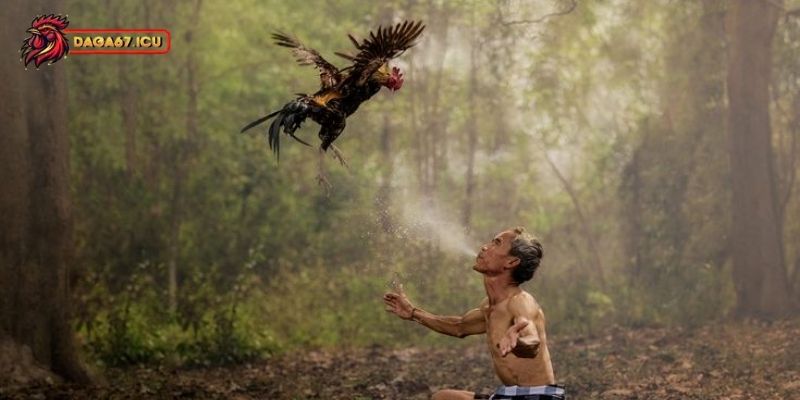 Cách Om Bóp Gà Chọi