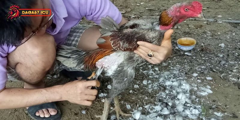 Vì sao cần tỉa lông gà chọi thường xuyên?
