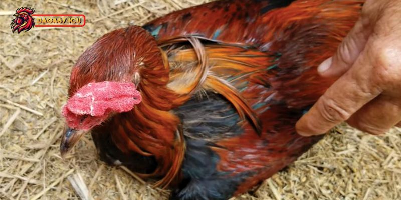 Nguyên nhân khiến gà chọi bỏ ăn