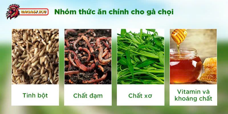 Cách nuôi gà chọi khỏe mạnh qua khẩu phần ăn