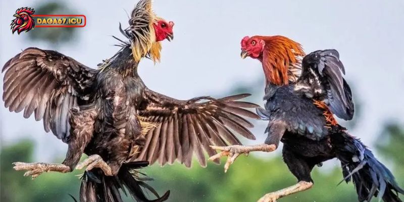 Cách huấn luyện gà chọi từ cơ bản đến nâng cao
