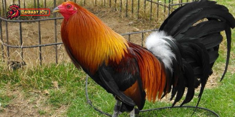 Kỹ năng, sức mạnh chiến đấu của gà chọi Asil