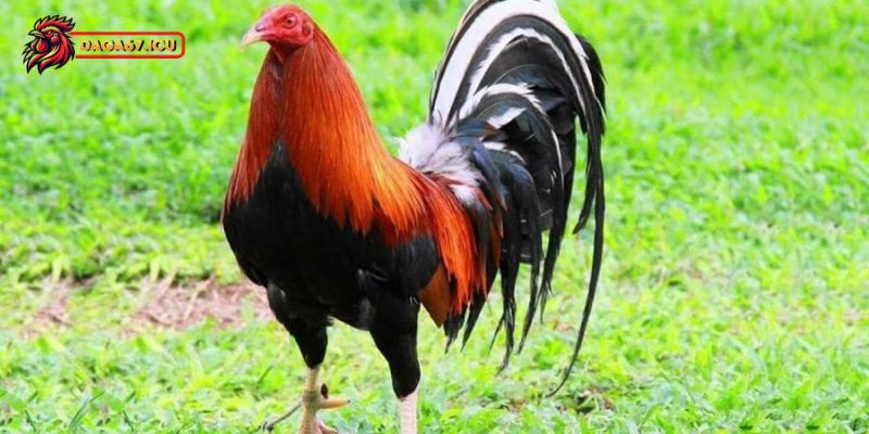 Lưu ý cần nhớ khi mua bán gà Asil