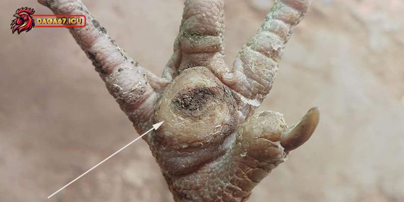 Nguyên nhân khiến gà bị ké chậu là gì?