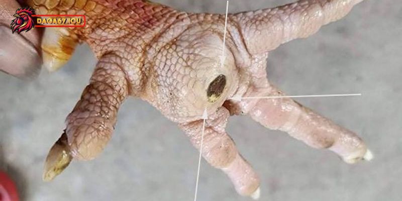 Mẹo chẩn đoán gà mắc bệnh ké chậu chuẩn