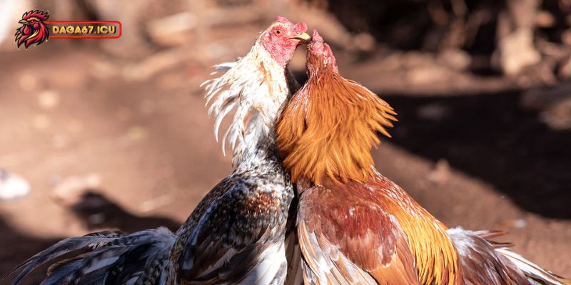 Nguyên do chính khiến gà bị sốt bỏ ăn