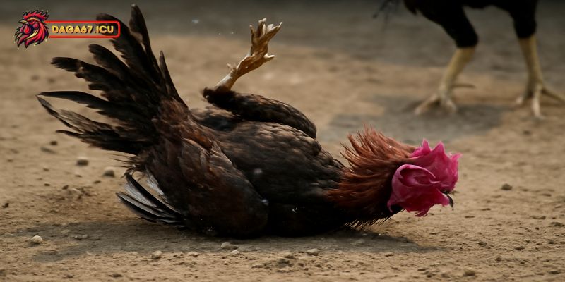 Biện pháp phòng ngừa gà bị sốt bỏ ăn