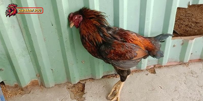 Gà bị sốt bỏ ăn