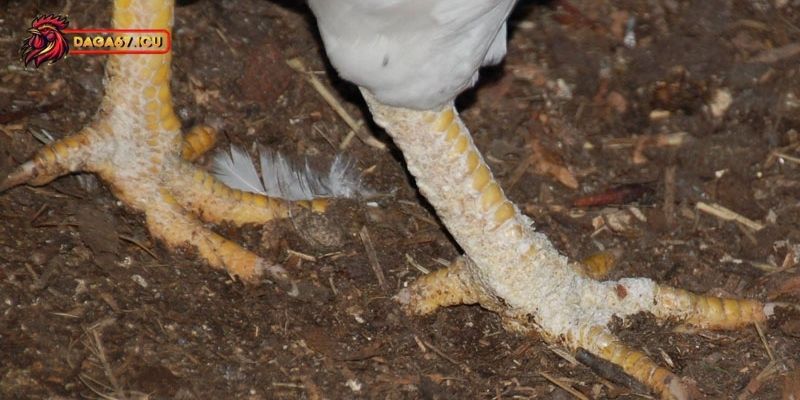 Gà bị sưng chân