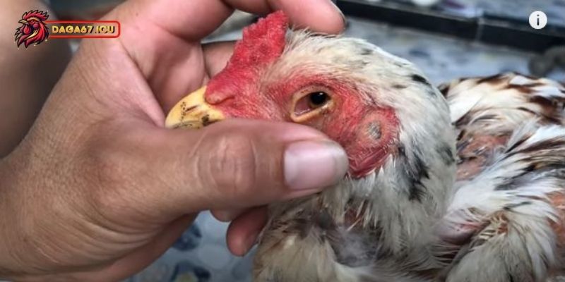 Cách điều trị gà chọi bị sưng mắt hiệu quả
