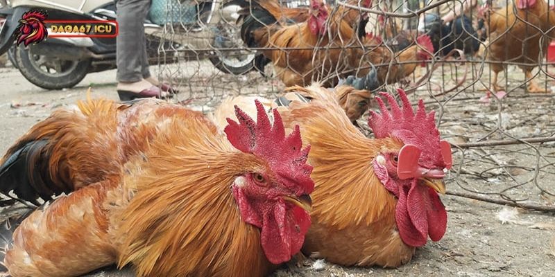 Tổng quan đôi nét về gà chíp mật