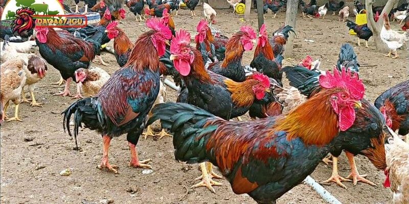 Bật mí cách nuôi gà chíp mật hiệu quả