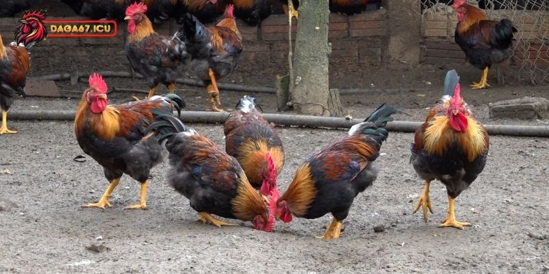 Cách phát triển gà chíp mật sinh lời trong tương lai