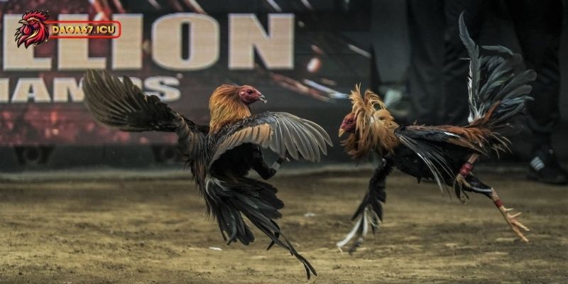 Sự phát triển của đá gà Philippines