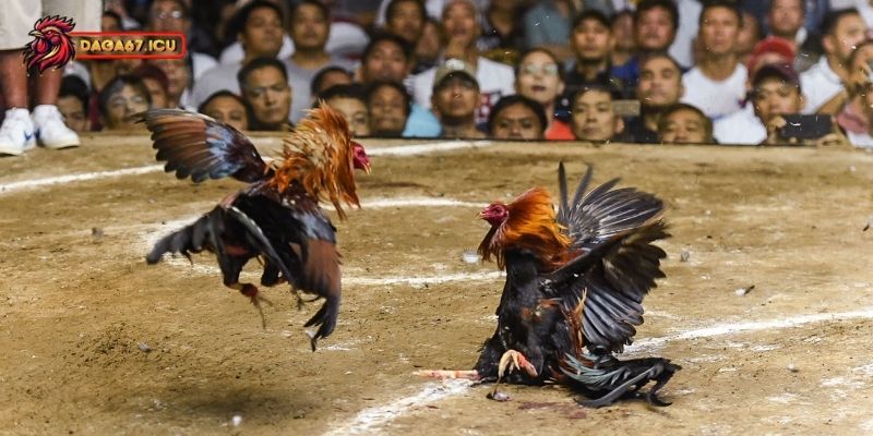 Cách đặt cược đá gà Philippines chuẩn chỉnh