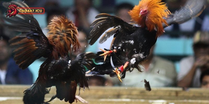 Đá gà Philippines