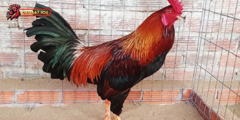 Gà điều trong văn hóa Việt Nam