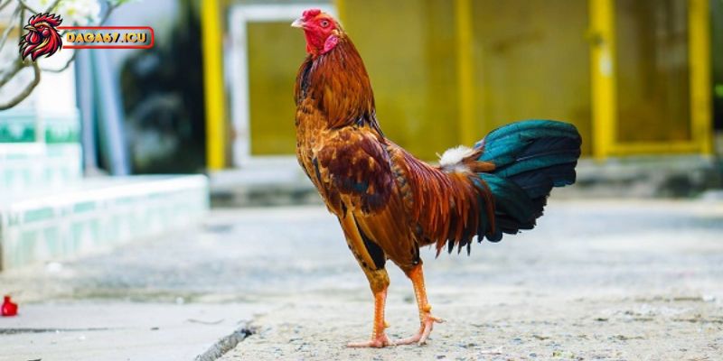 Cách lựa chọn giống gà điều tốt nhất cho kê thủ