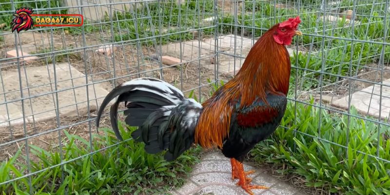 Bật mí cách huấn luyện gà điều cho sư kê
