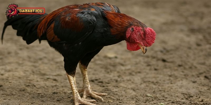 Giải mã nguyên nhân gà bị khò khè là gì?