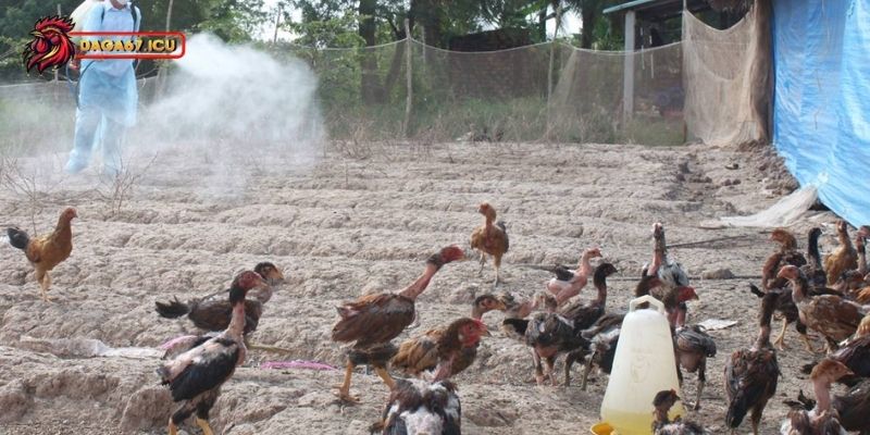 Cách trị gà bị khò khè chuẩn không cần chỉnh